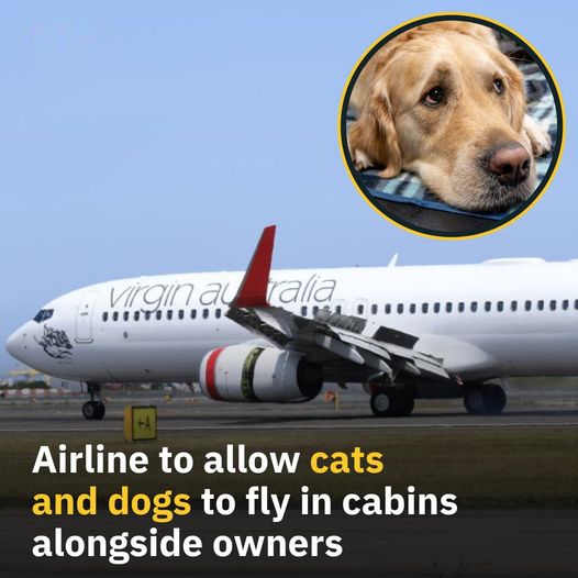 The airline allows dogs and cats in cabins. ARABEDATSH